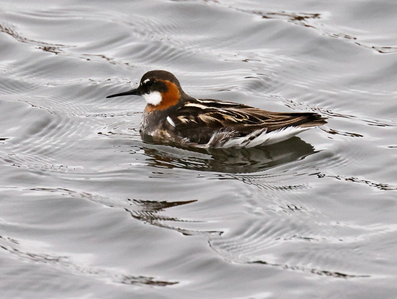 Red-necked Phalarope 