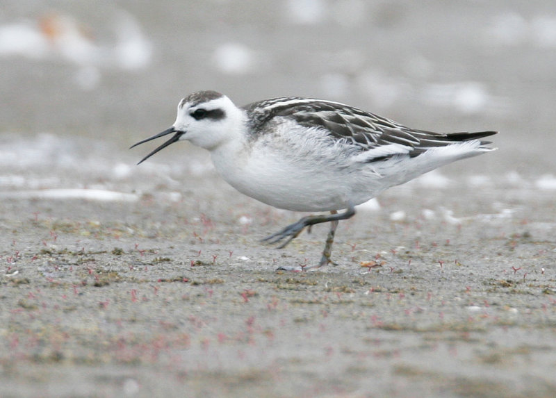 Red-necked Phalarope 