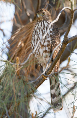 Cooper's Hawk, Juvenile