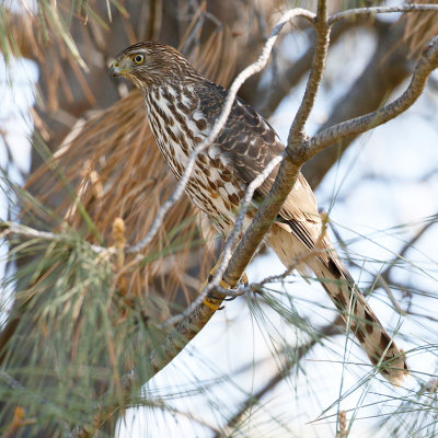 Cooper's Hawk, Juvenile