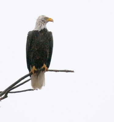 Bald Eagle 