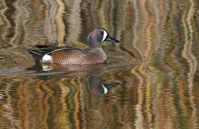 Blue-winged Teal, Male
