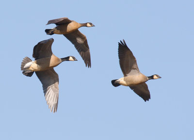 Cackling Goose 