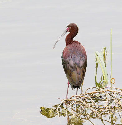 White-faced Ibis 