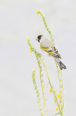 Lawrence's Goldfinch, Male