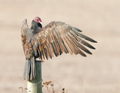 Turkey Vulture 