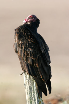 Turkey Vulture 