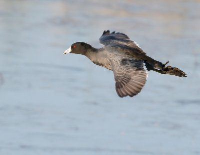 American Coot Flight
