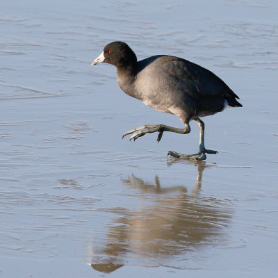 American Coot 