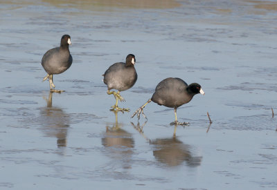 American Coot Trio