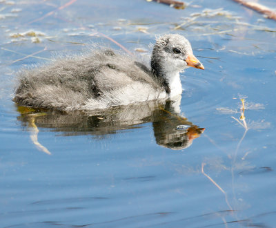 American Coot, Young Juvenile