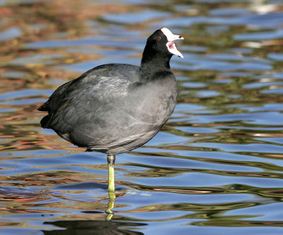 American Coot