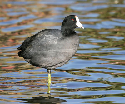 american_coot