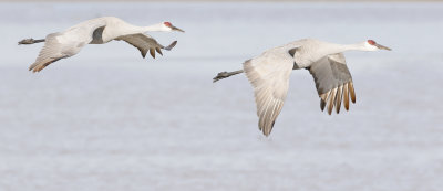 Sandhill Crane Pair
