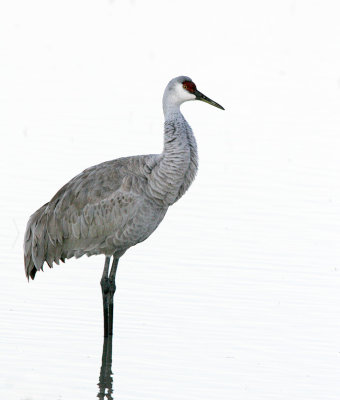 Sandhill Crane 