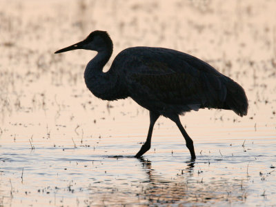 Sandhill Crane 
