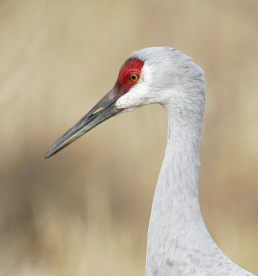 cranes