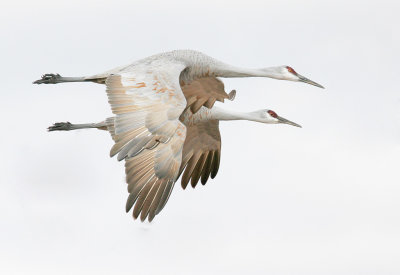 Sandhill Crane Duo 
