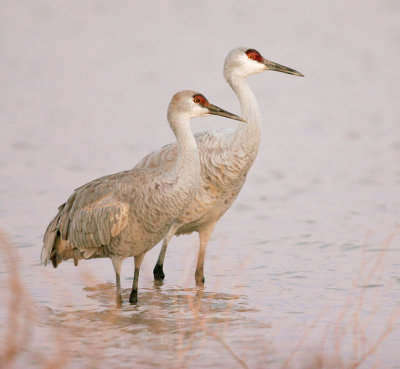 Sandhill Crane Pair