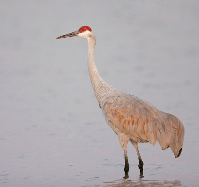 Sandhill Crane