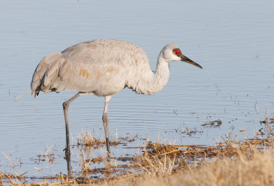 Sandhill Crane