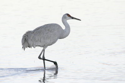 Sandhill Crane