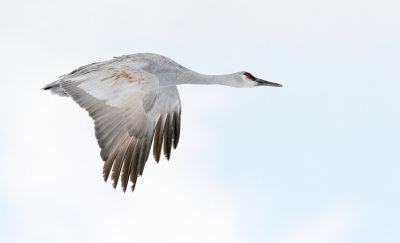 Sandhill Crane Flight