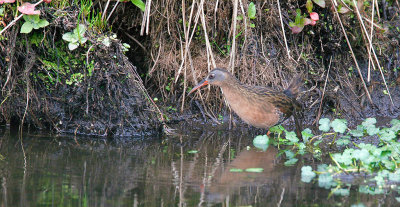 virginia_rail