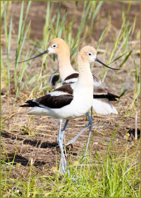 American Avocet Pair