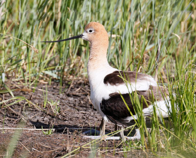 American Avocet, with chick