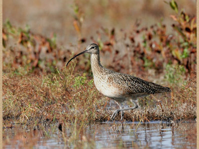 Long-billed Curlew 