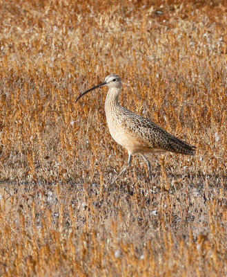 Long-billed Curlew 
