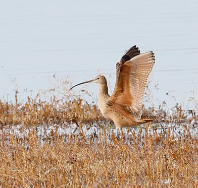 Long-billed Curlew 