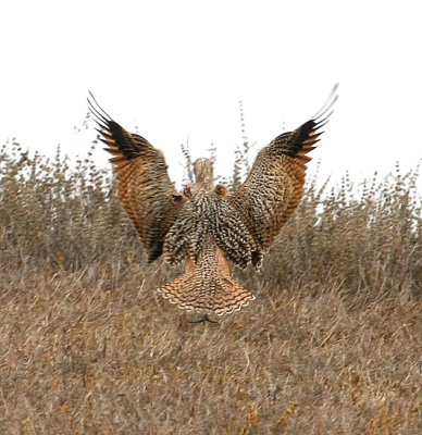 Long-billed Curlew 