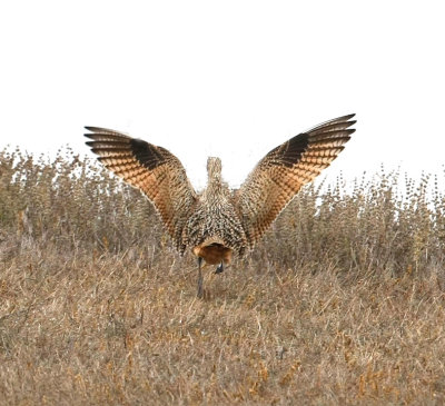 Long-billed Curlew Llano 