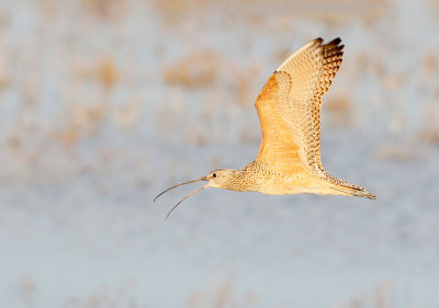 Long-billed Curlew Flight
