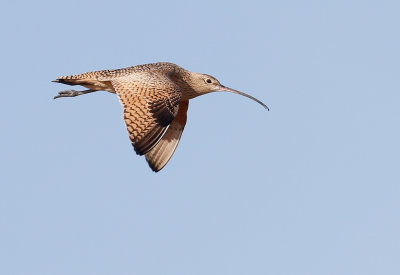 Long-billed Curlew Flight