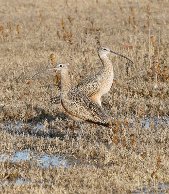 Long-billed Curlew Duo