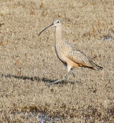 Long-billed Curlew