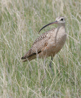 longbilled_curlew