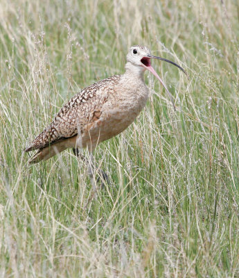 Long-billed Curlew 