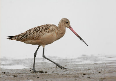 Marbled Godwit