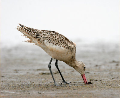 Marbled Godwit
