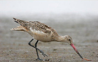 Marbled Godwit
