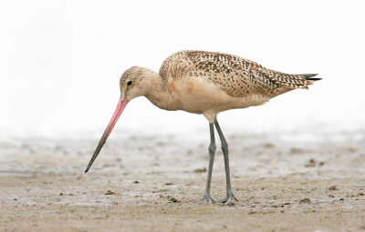 Marbled Godwit 