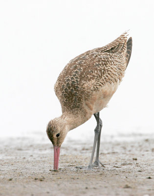 Marbled Godwit 