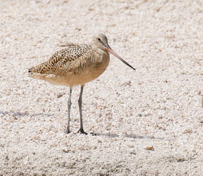Marbled Godwit 