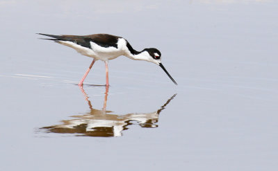 Black-necked Stilt 