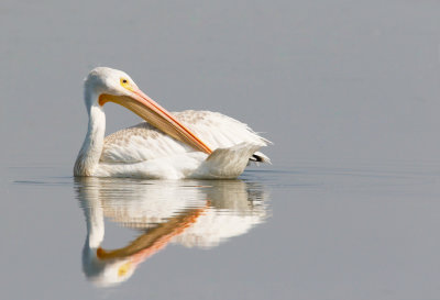 American White Pelican 