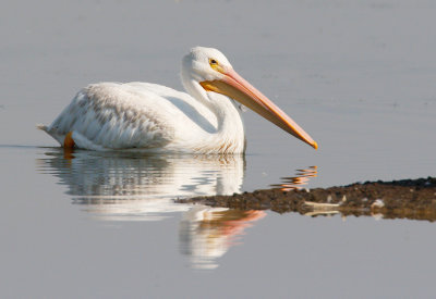 American White Pelican